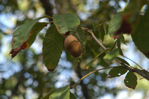 Red buckeye nut